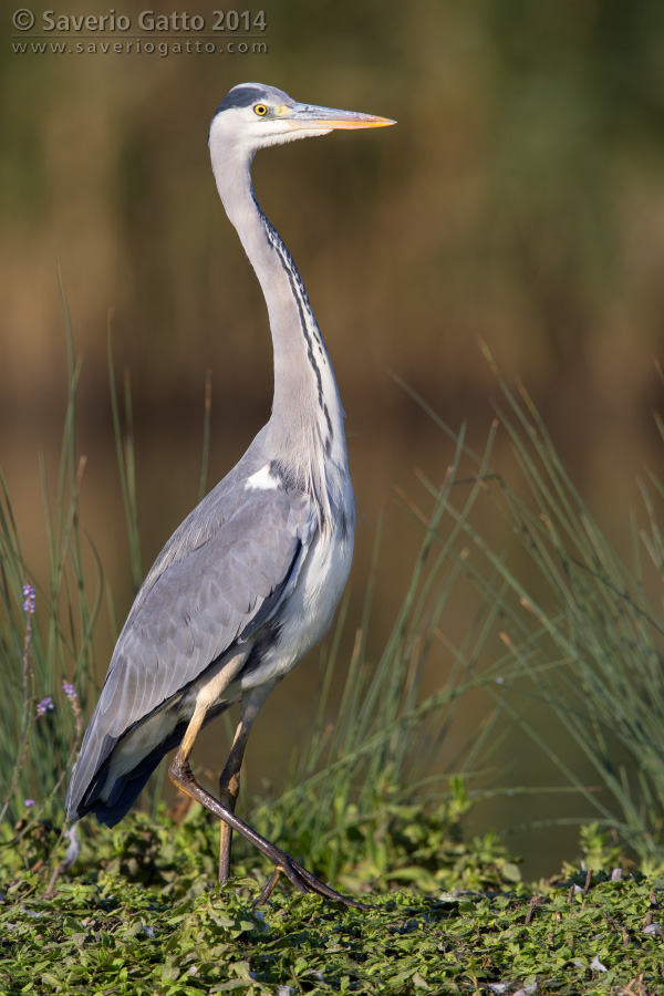 Grey Heron