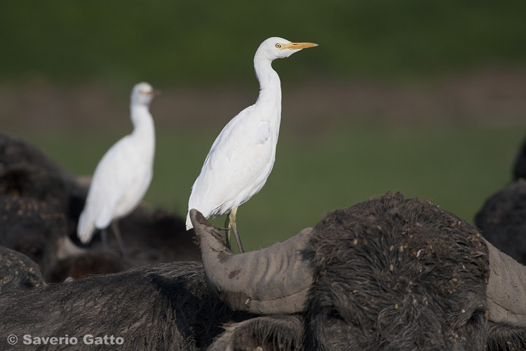 Cattle Egret