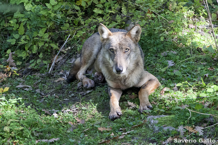 Italian Wolf