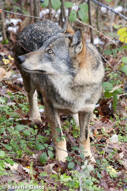 Italian Wolf