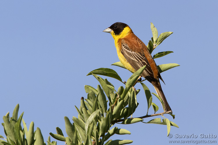 Black-headed Bunting