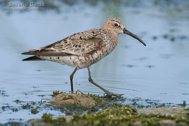 Curlew Sandpiper