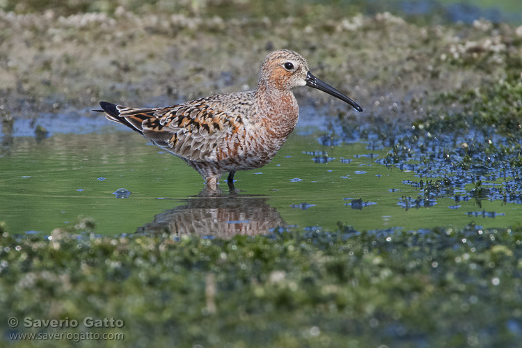 Curlew Sandpiper