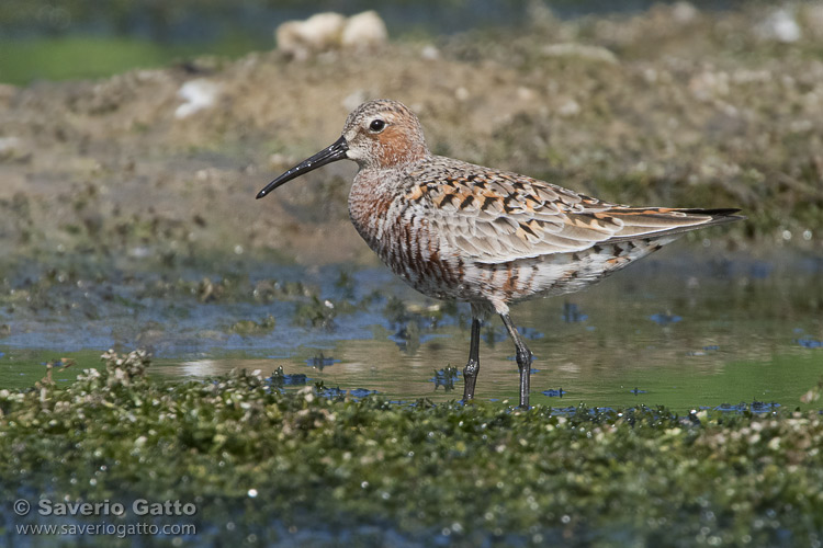 Curlew Sandpiper