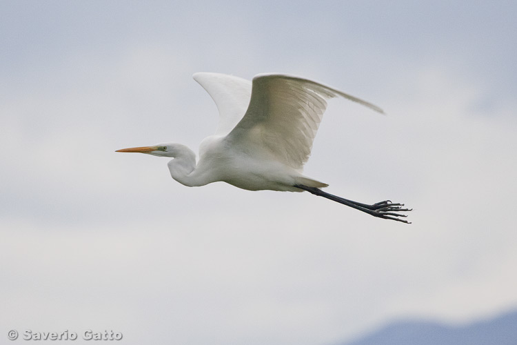 Airone bianco maggiore