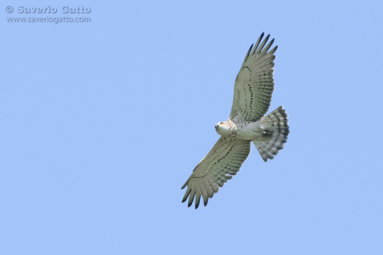 Short-toed Eagle