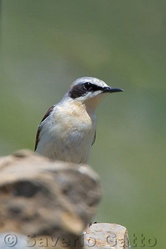 Northern Wheatear