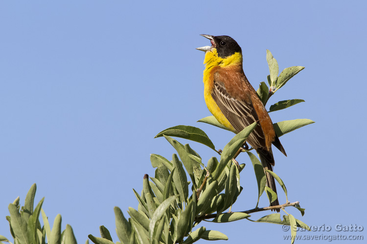 Black-headed Bunting