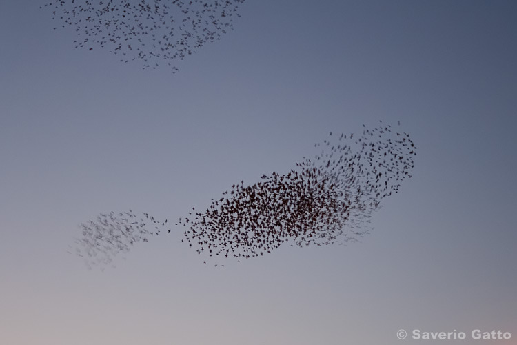 Starlings