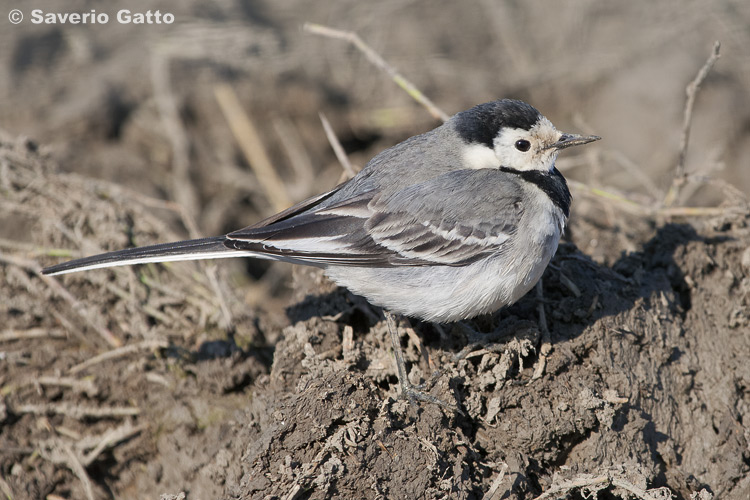 White Wagtail