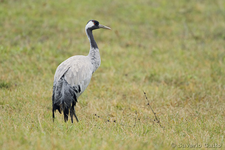 Common crane