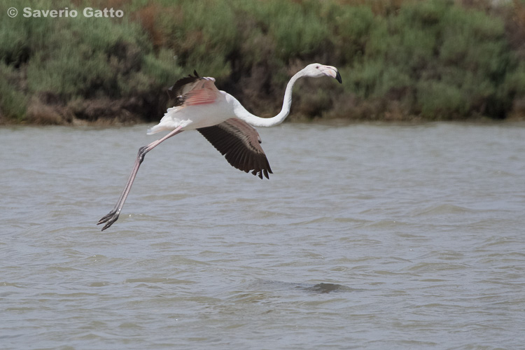 Greater Flamingo