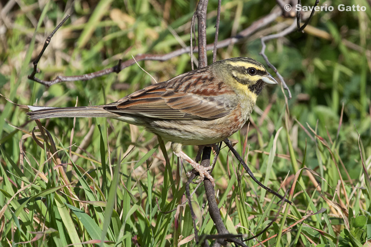 Cirl Bunting