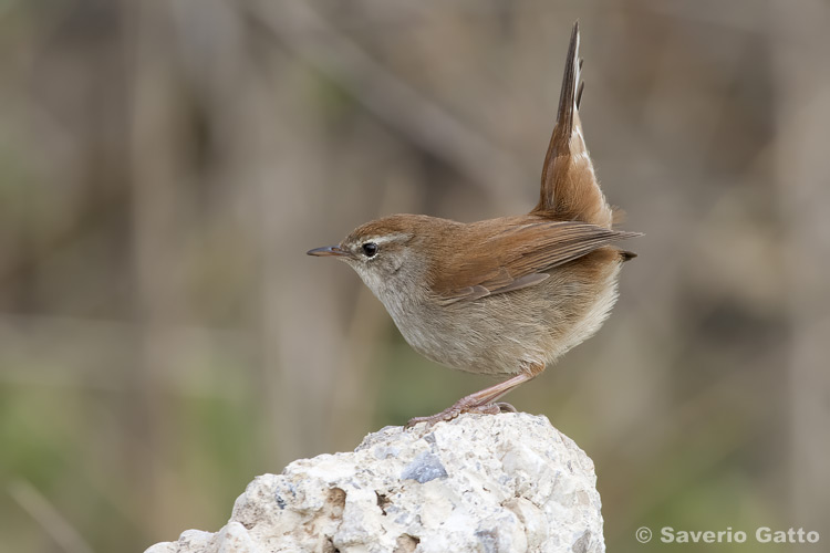 Cetti's Warbler