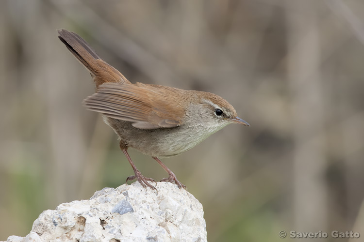 Cetti's Warbler