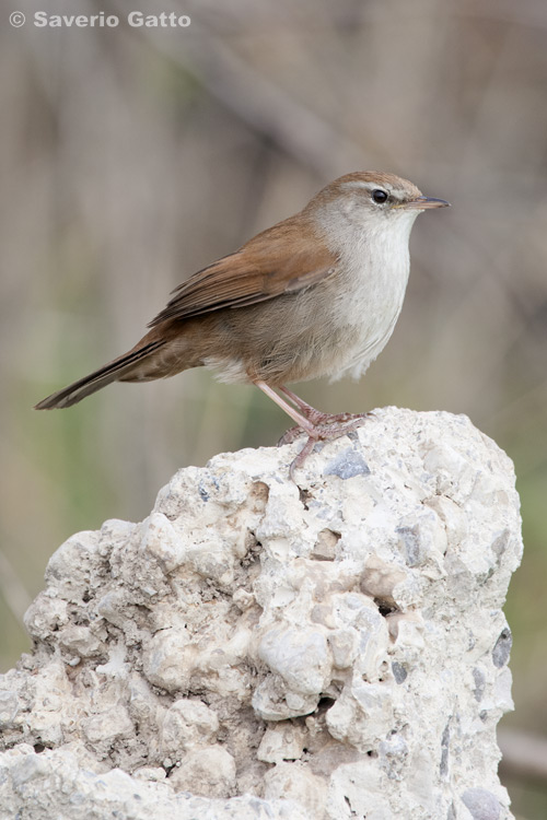 Cetti's Warbler