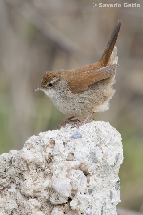 Cetti's Warbler