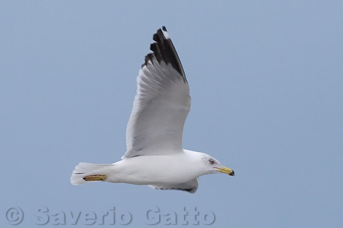 Gabbiano reale mediterraneo