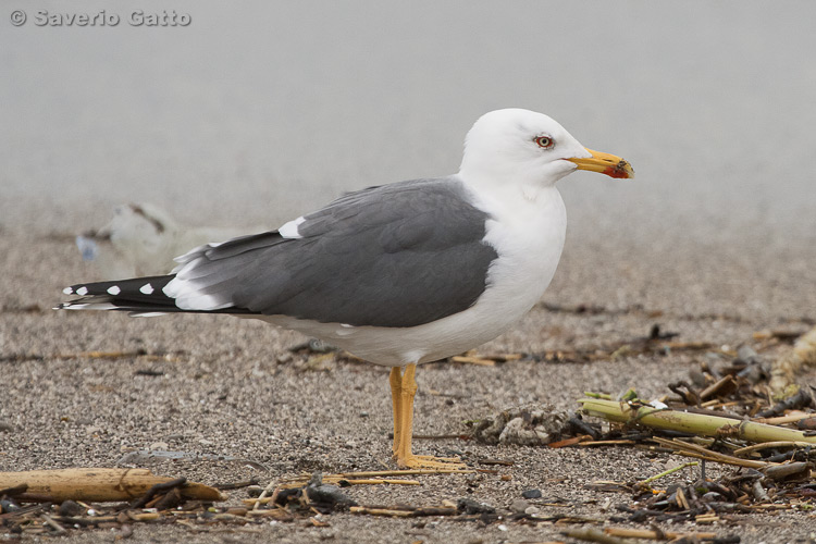 Lesser black-backed Gull