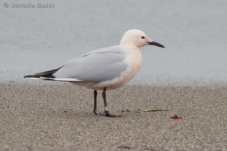 Slender-billed Gull