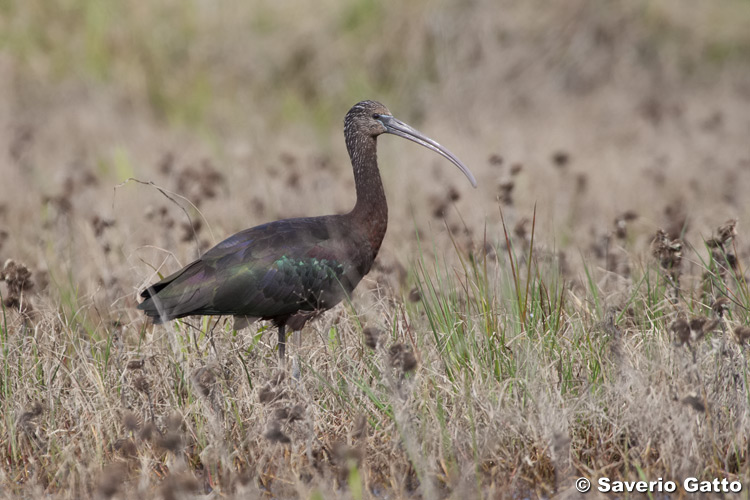 Glossy ibis