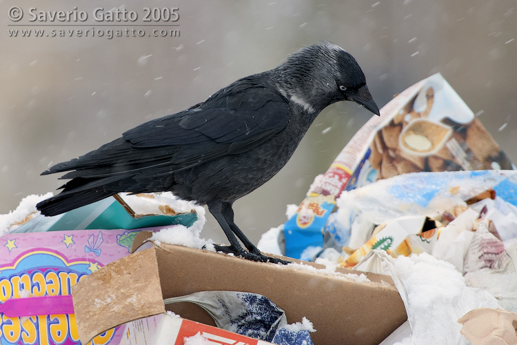 Western Jackdaw