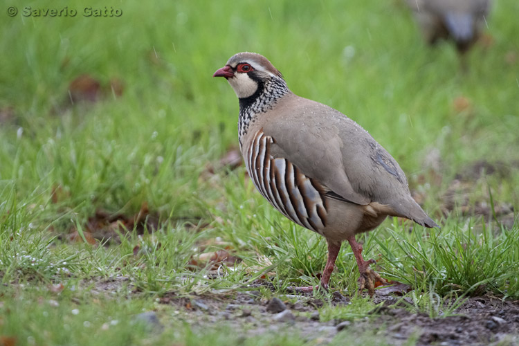 Red-legged Partridge