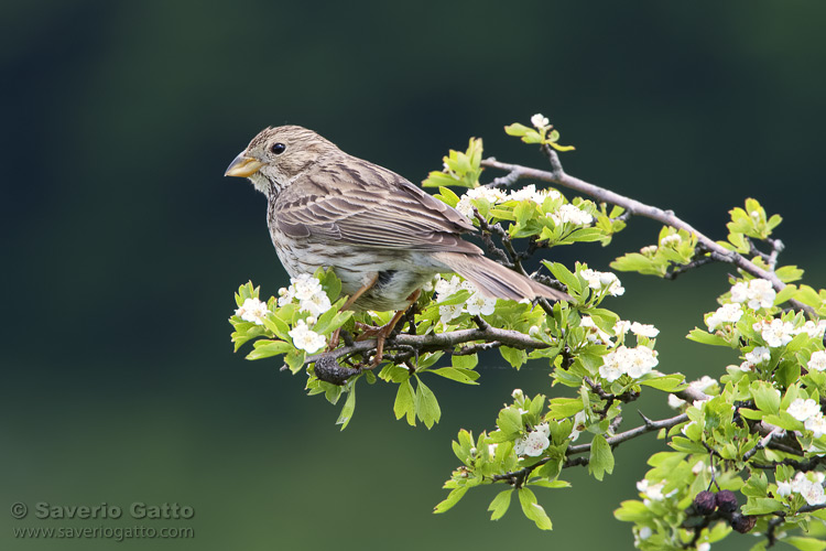 Corn Bunting