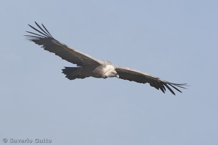 Griffon Vulture