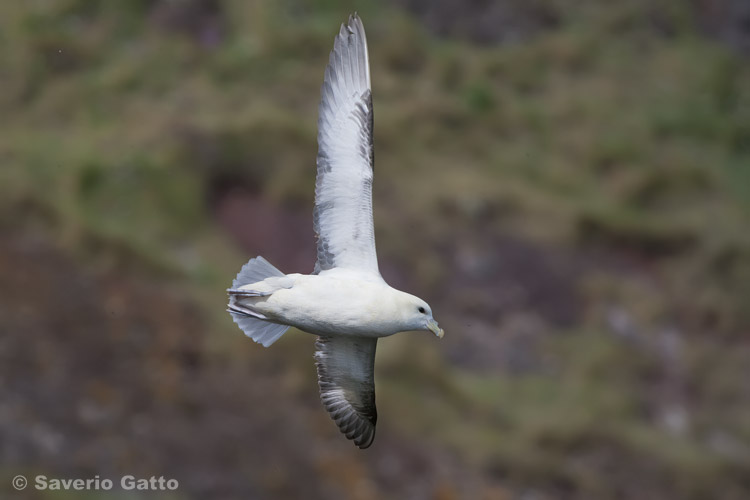 Northern Fulmar