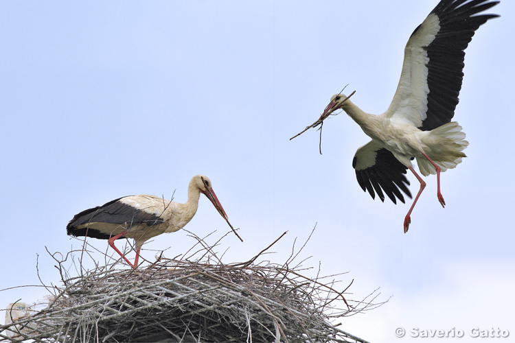 White Stork