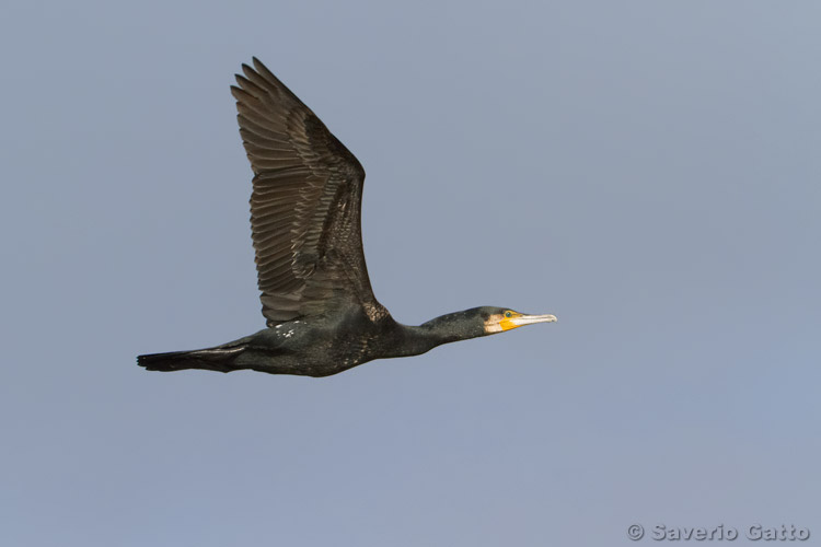 Great Cormorant