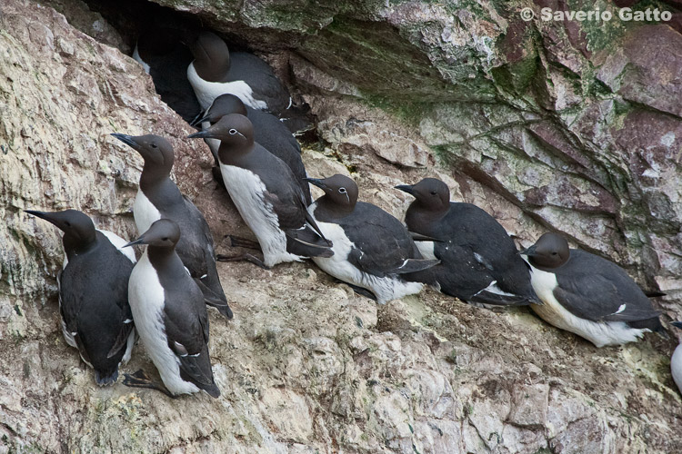 Common Murre