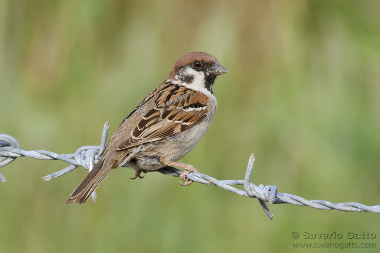 Eurasian Tree Sparrow