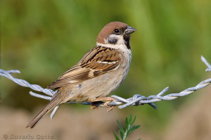 Eurasian Tree Sparrow