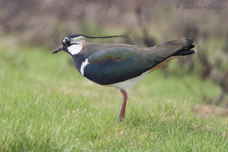 Northern Lapwing