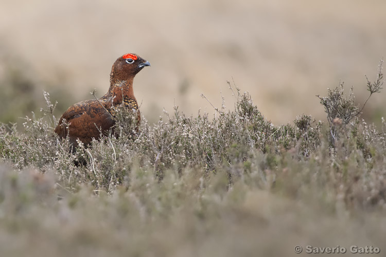 Pernice bianca nordica di Scozia