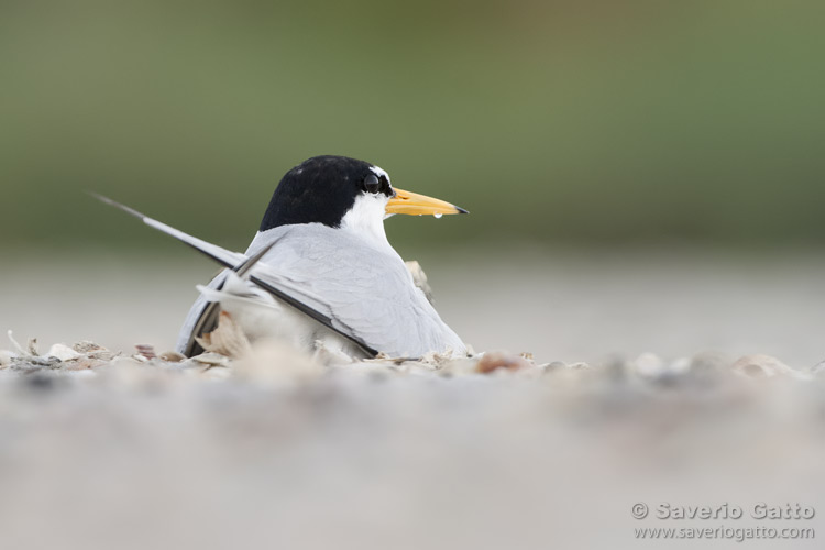 Little Tern