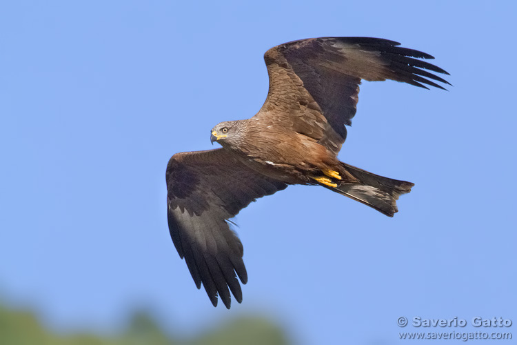 Black Kite