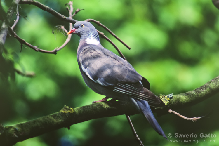 Woodpigeon