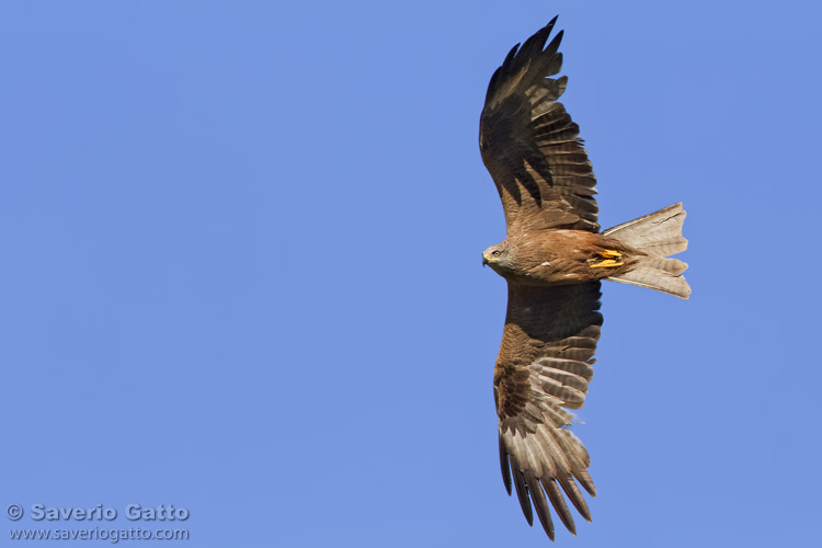 Black Kite