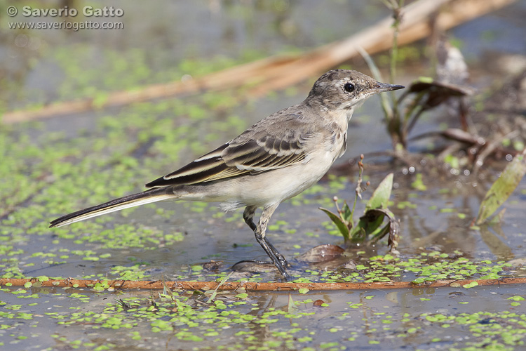 Yellow Wagtail