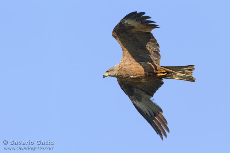 Black Kite