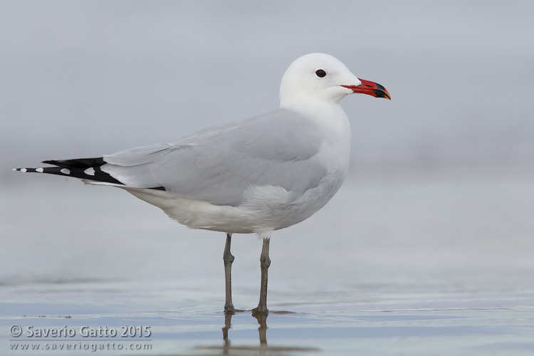 Audouin's Gull