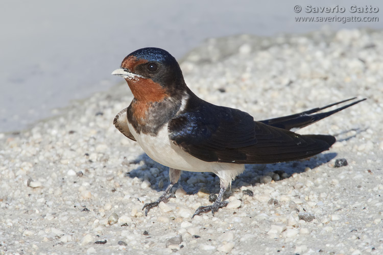 Barn Swallow