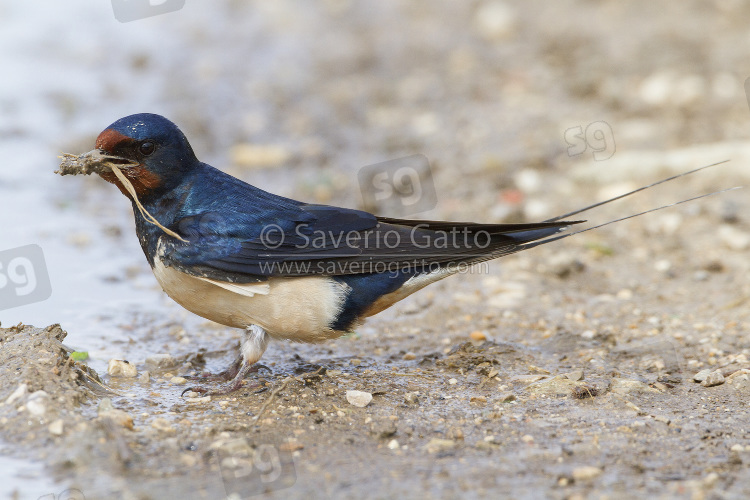 Barn Swallow