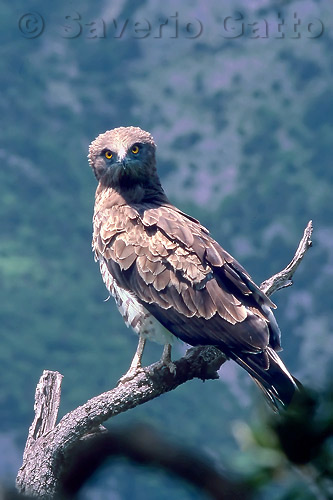 Short-toed Eagle