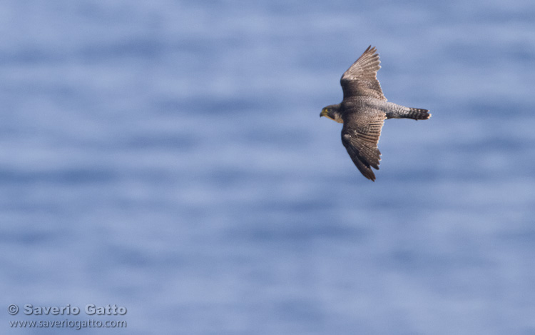 Peregrine falcon