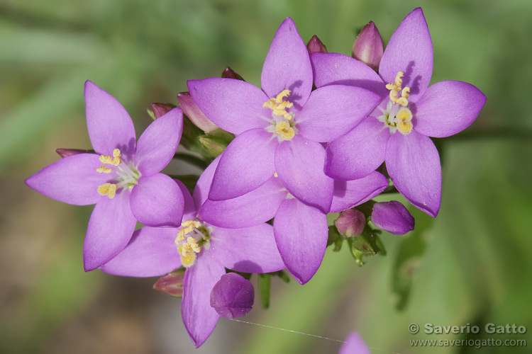 Centaurium erythraea