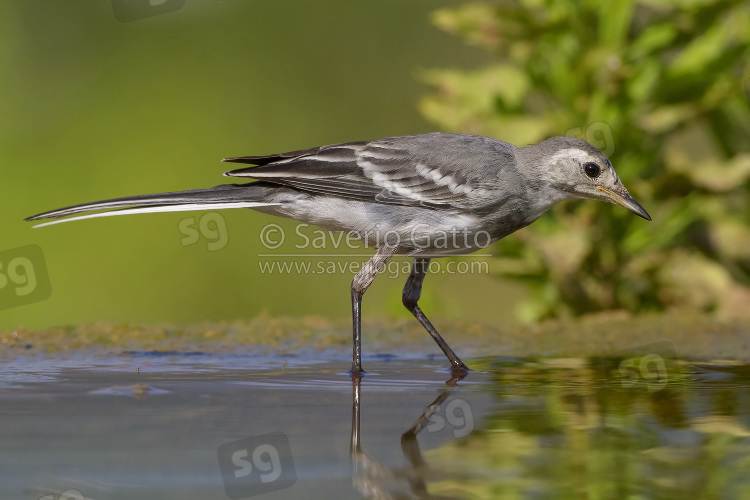 White Wagtail